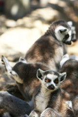 lemur monkeys