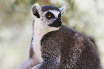 lemur monkey