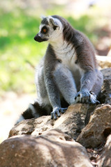 lemur monkey