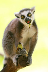 lemur monkey eating banana