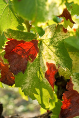 feuille de vigne rouge et vert