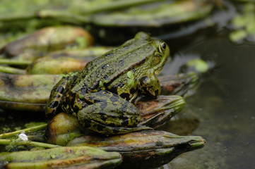 Frosch am Teich