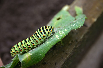 raupe
