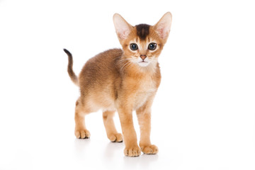 Abyssinian kitten on white background