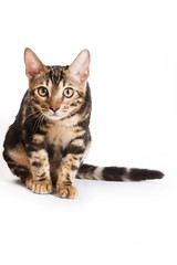 Bengal kitten on white background