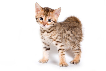 Bengal kitten on white background
