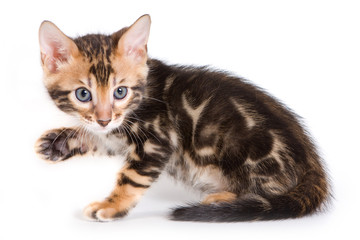 Bengal kitten on white background