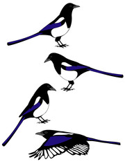 vectors of mapie birds