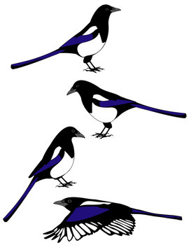 vectors of mapie birds