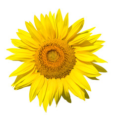 Naklejka premium Sunflower isolated with clipping path