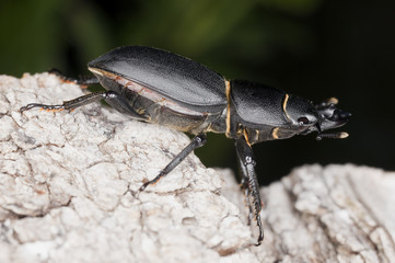 Lesser stag beetle on old oak. Macro photo.