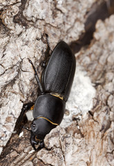 Lesser stag beetle (dorcus paralellipipedus) on old oak.