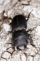 Lesser stag beetle on old oak. Macro photo.