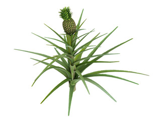 Pineapple_(Ananas_comosus)