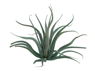 Rendered 3d isolated octopus agave (Agave vilmoriniana)