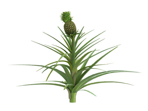 Pineapple_(Ananas_comosus)