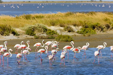 flamingos, Parc Regional de Camargue, Provence, France - obrazy, fototapety, plakaty