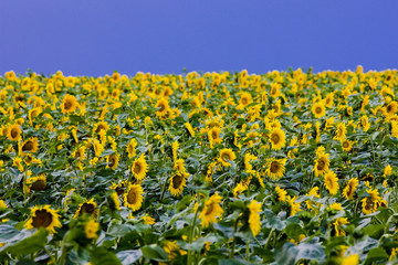 sunflower field