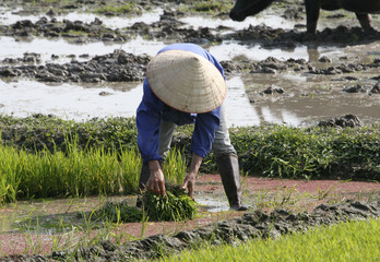 Travail Rizieres Vietnam