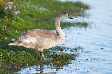 Cygne tuberculé dans le marais