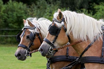 Haflinger Kutschpferde