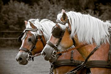 Haflinger Kutschpferde