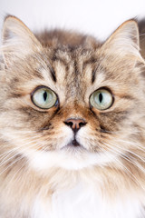 Close-up portrait of Siberian cat.