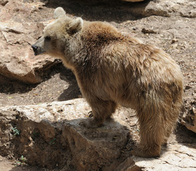 Syrian bear