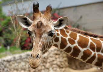 Giraffe