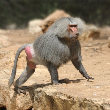 Hamadryad