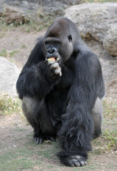 Gorilla