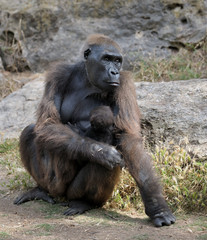 Gorilla