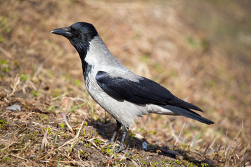 Portrait of a crow