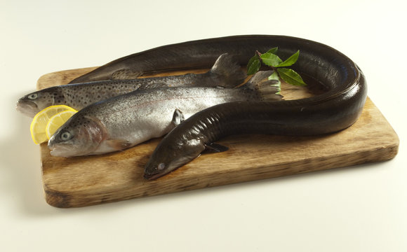 trout and eel on a chopping block (Forelle, Aal)