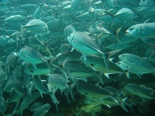 jackfisch01