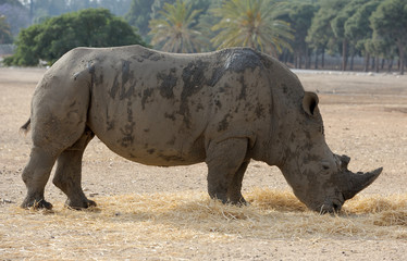 Obraz premium Rhinoceros