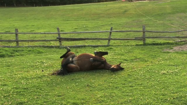 W&auml;lzendes Pferd Wiese