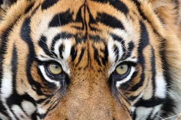 Naklejka premium tiger's eyes