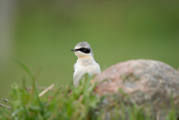 Collalba
