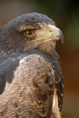 Primer plano de águila
