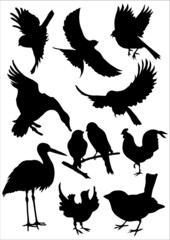 Obraz premium Vogel Silhouetten