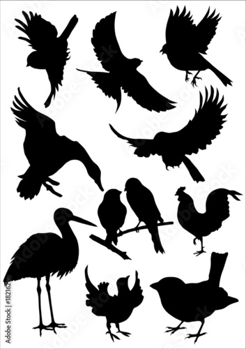 "Vogel Silhouetten" Stockfotos und lizenzfreie Bilder auf Fotolia.com