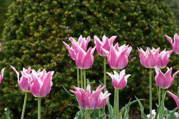Tulips