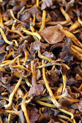 CHANTERELLE (champignon) - - - Marché - 21 mopix