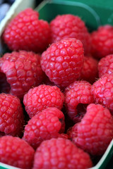 FRAMBOISE - - - Marché 21 mopix