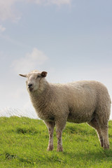 Fototapeta premium sheep on pasture