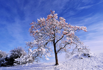 雪柿