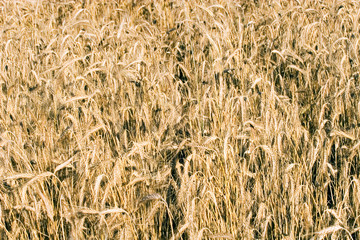 Golden ears and field of wheat ready to be harvested