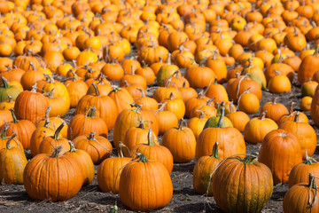 Kürbisse Kalifornien USA