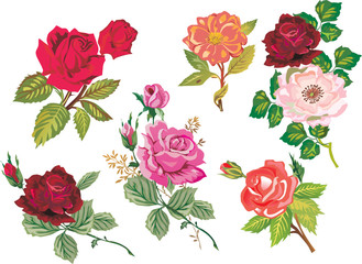 Naklejka premium rose branches collection